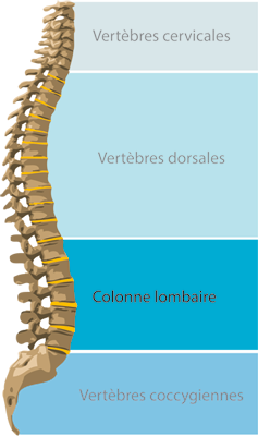 Colonne Lombaire