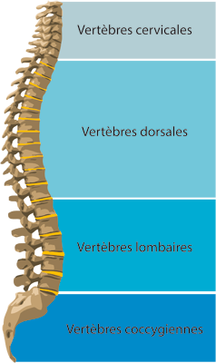 Colonne vertébrale